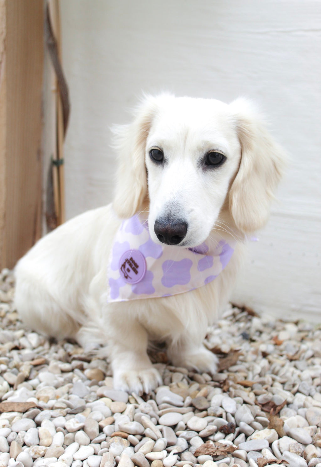 Limitierte Bandanas