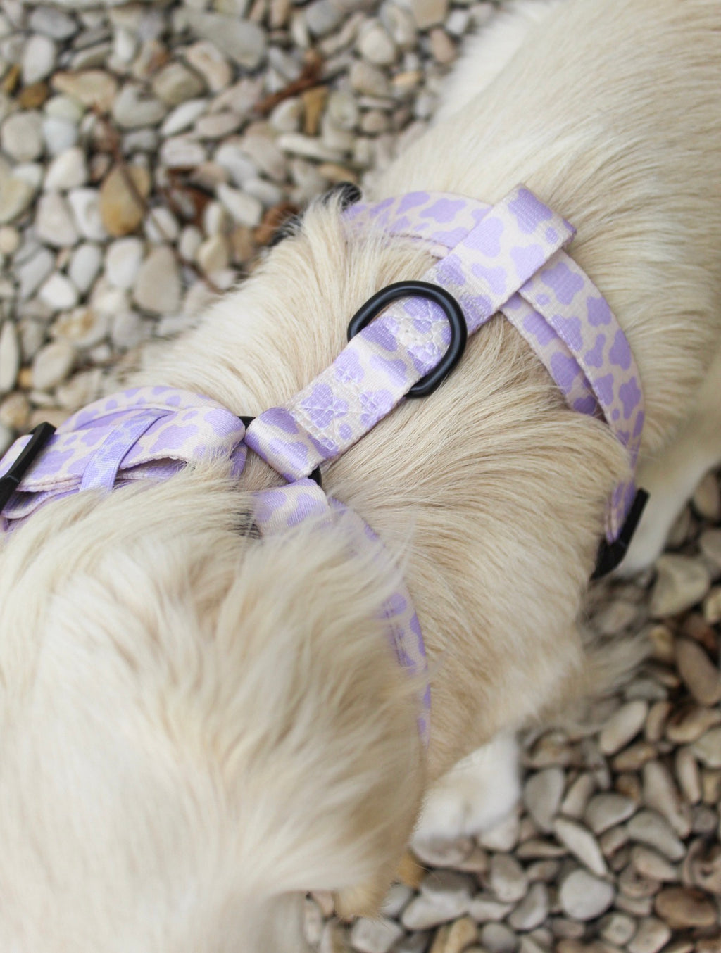 Limited Dogsatelier55 Tuigje