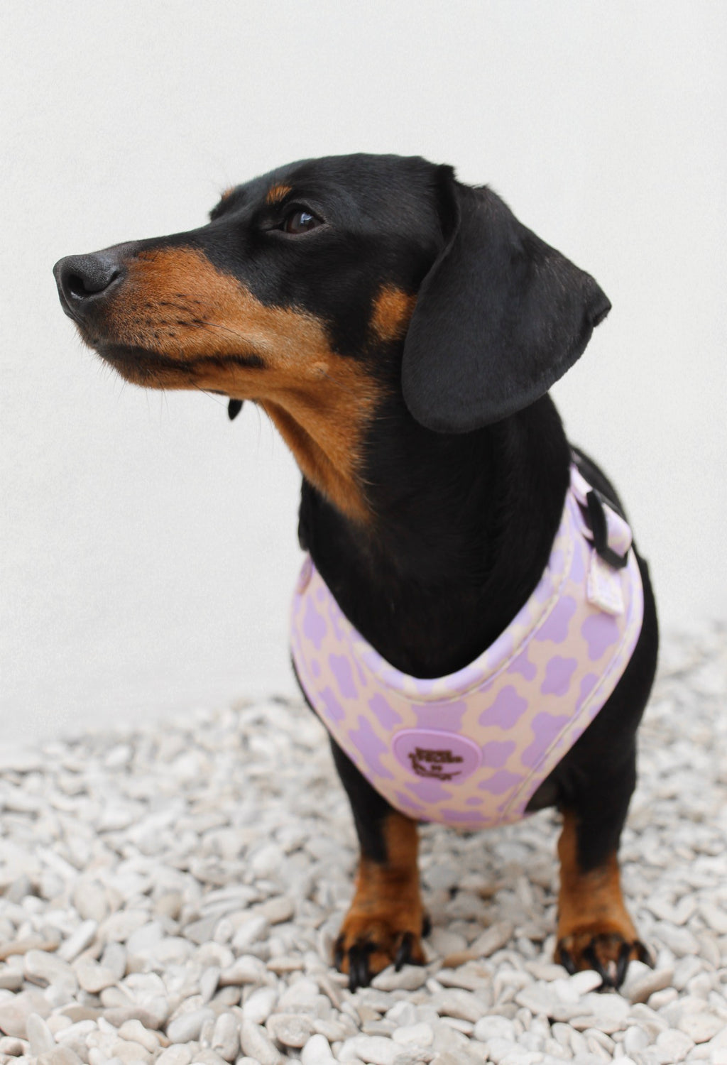 Limited Dogsatelier55 Tuigje